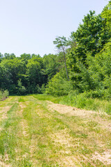 a dirt road located between a forest and a field on a sunny summer day.