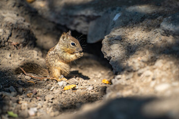 Naklejka na ściany i meble A young California ground squirrel (Spermophilus beecheyi) sits near its burrow. 