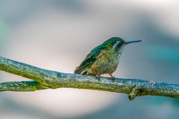 Speckled hummingbird