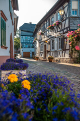 Eltville am Rhein, wine-growing region in the Rheingau, Rheingau-Taunus district in Hesse, Germany. Beautiful old streets with half-timbered houses