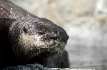 カワウソ