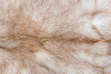 Texture of goat fur. Close up. Top view.