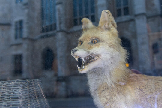 stuffed fox animal in the showcase city window with reflection of old european church