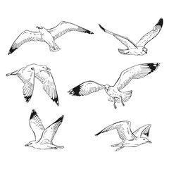 Set of hand drawn seagulls outline. Line art style isolated on white background.