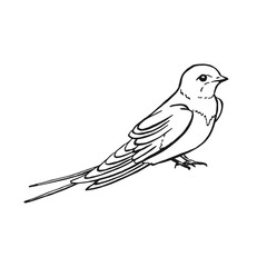 Swallow. Hand drawn illustration converted to vector.