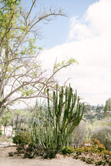 Cactus garden in Balboa Park