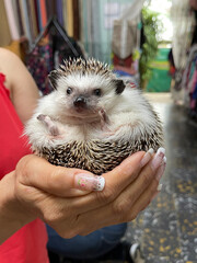 Adorable hedgehog © Ning