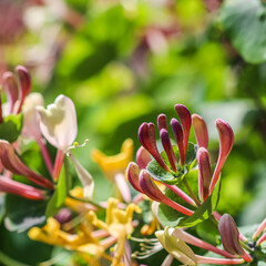 Floral background. Pink Honeysuckle buds and flowers in a sunny garden. Lonicera caprifolium,...