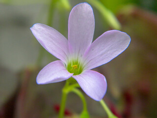 close up of a purple flower