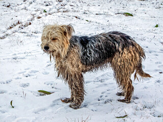 dirty dog in the snow in winter
