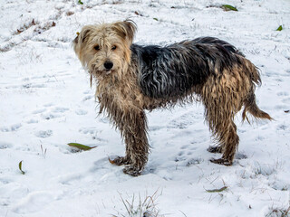 dirty dog in the snow in winter