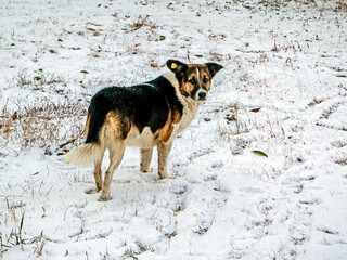 dirty dog in the snow in winter