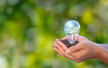 Hands holding light bulb with growing seedlings, Ecological friendly and sustainable environment, Ecology concept, world conservation concept, environmental conservation concepts.