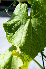 キュウリの葉