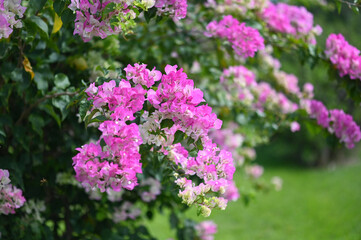 Pink Magenta Bougainvillea Flowers Plant