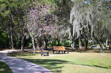 Park benches under tress in Spring
