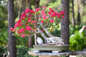 Buddah Bonsai Tree with Pink Flowers