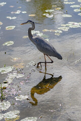 Blue Heron Hunting Reflection Shadow in Water Lake Pond
