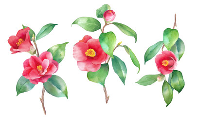 赤いツバキの水彩イラスト。装飾用。ヤブツバキの枝3種セット。（ベクター。葉と花のレイアウト変更可能）
