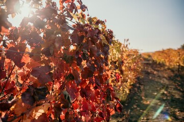 Bright autumn red orange yellow grapevine leaves at vineyard in warm sunset sunlight. Beautiful clusters of ripening grapes. Winemaking and organic fruit gardening. Close up. Selective focus.