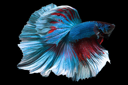 recommend clip art: Rhythmic of red blue betta fish, Beautiful movement of Siamese fighting fish, Betta splendens, Halfmoon betta isolated on black background.