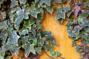 Ivy vine grows on the wall of the house. The yellow wall of the facade of the house is overgrown with ivy. Decorative plants in the exterior of the house