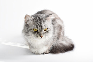 A gray striped cat sits on a white background. Purebred Scottish breed of cat