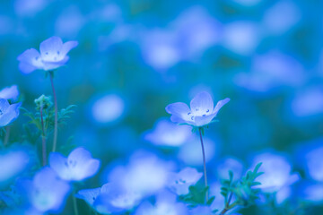 ネモフィラの花畑