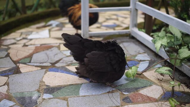 A black bantam chicken cleaning its feathers. A hen is cleaning its body