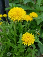 Yellow dandelion flowers in a green field