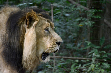 ライオン