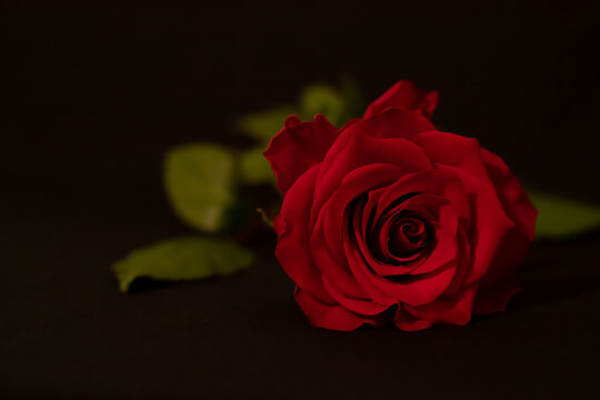 beautiful photography of a red rose on a black background