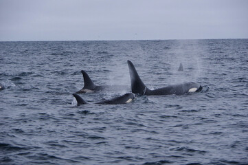 Killer Whales in wild sea, Shiretoko in Hokkaido, Japan