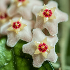 Blüte der Wachsblume