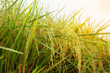 Golden Rice Filed with Ripe Rice Ready for Harvest and sunset, Farming Argriculture in  Thailand.