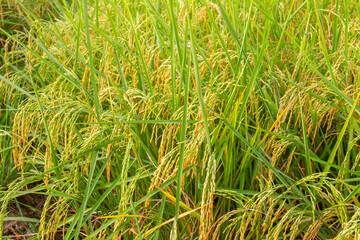 Golden Rice Filed with Ripe Rice Ready for Harvest, Farming Argriculture in  Thailand.