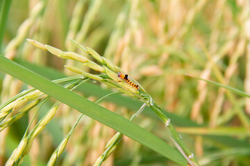 Orange caterpillars on grain, farmer's pest
