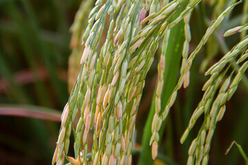 Close-up grain in rice seed, organic jasmine rice , whole grains of rice, Farming Argriculture in  Thailand.