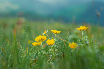 Alpine meadow, field with green, lush grass and small yellow flowers wallpaper, pattern , postcard , poster