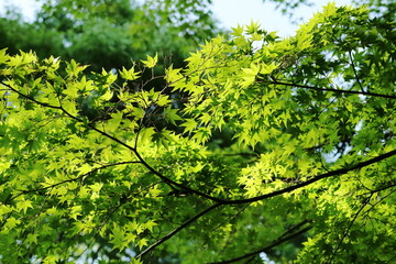 初夏の光を浴びる葉の緑