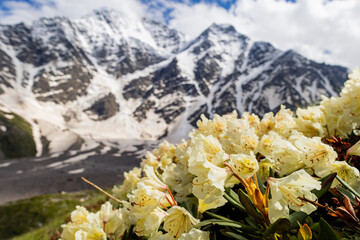 Alpine meadow landscape in summer. Rhododendron flowers in mountains. Elbrus mountain region....