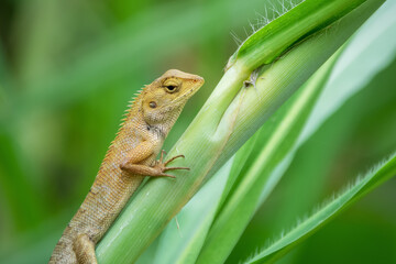 Beautiful wild lizard on tree close up from different angle