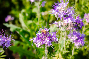 Close up of small bee bumblebee on purple blooming flower plant in meadow field. macro nature banner in summer in spring of honeybee with copy space. wildlife postcard background
