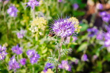 Close up of small bee bumblebee on purple blooming flower plant in meadow field. macro nature banner in summer in spring of honeybee with copy space. wildlife postcard background