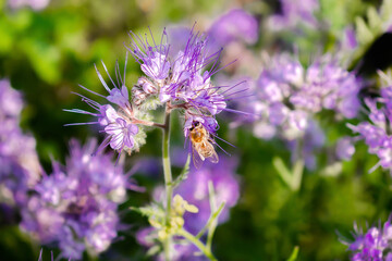 Close up of small bee bumblebee on purple blooming flower plant in meadow field. macro nature banner in summer in spring of honeybee with copy space. wildlife postcard background