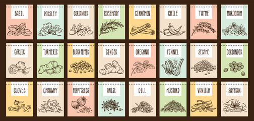 Vector set of stickers for spices.  basil, parsley, coriander, rosemary, cinnamon, chili, pepper, thyme, turmeric, black pepper, ginger, oregano, cumin, poppy, anise, garlic, dill, mustard, saffron,