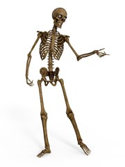 3d-illustration of an isolated fantasy skeleton