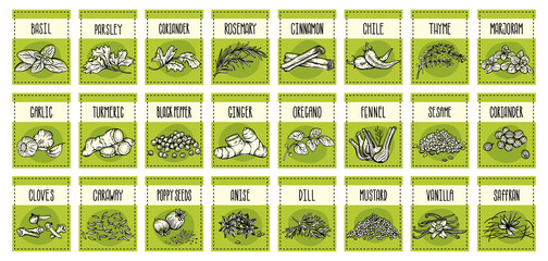 Vector set of stickers for spices.  basil, parsley, coriander, rosemary, cinnamon, chili, pepper, thyme, turmeric, black pepper, ginger, oregano, cumin, poppy, anise, garlic, dill, mustard, saffron, v