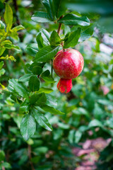 Obraz premium A closeup shot of organically grown red Pomegranate hanging in an indian garden.