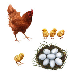 Hen with chicks and bird's nest with eggs isolated on white background. Organic farm product, local food. Easter watercolor illustration.